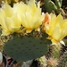 opuntia  santa-rita