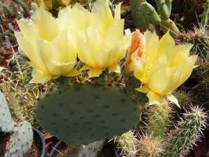 opuntia  santa-rita