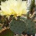 opuntia  santa-rita.                                           2