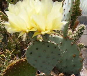 opuntia  santa-rita.                                           2