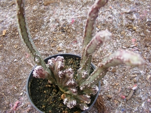 opuntia  spegazini