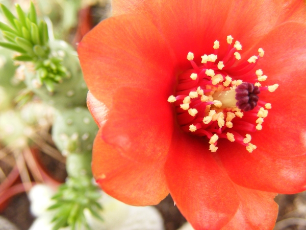 opuntia  verschaffeldii.                                         