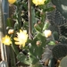 opuntia . bispinosa                               3