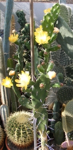 opuntia . bispinosa                               3