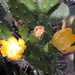 opuntia .bispinosa   3