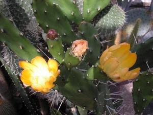 opuntia .bispinosa   3