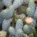 opuntia .miquele                  5