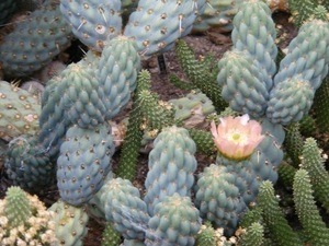 opuntia .miquele                  5