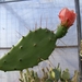 opuntia bergeriana