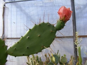 opuntia bergeriana