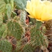 opuntia cymochila