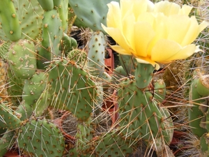 opuntia cymochila