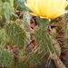 opuntia cymochila.                                      2