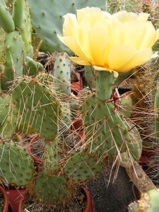 opuntia cymochila.                                      2