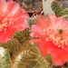 opuntia eredolade