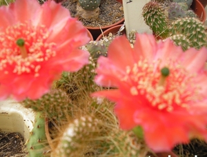 opuntia eredolade