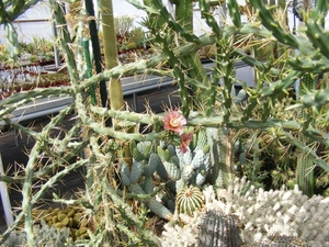 opuntia leptocaulis.                                  2