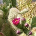 opuntia moelleri