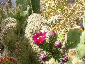 opuntia moelleri