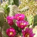 opuntia moelleri.                              2