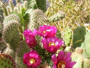 opuntia moelleri.                              2