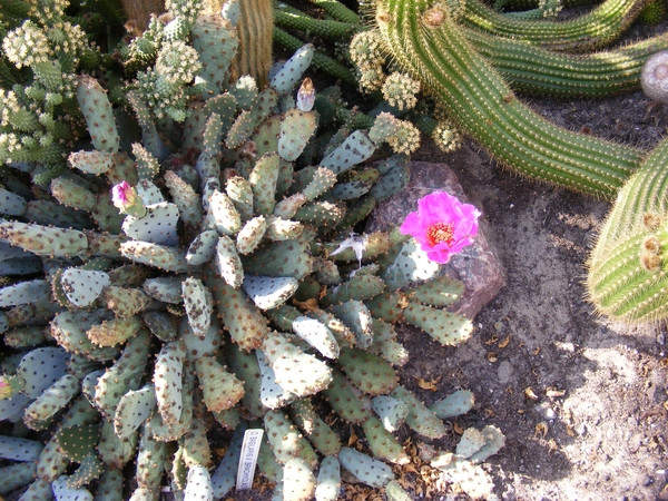 opuntia. basilaris . v . brachyclada