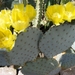 opuntia. dillenii.                                2