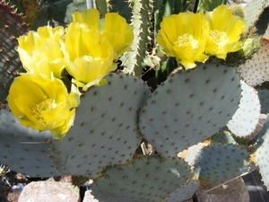 opuntia. dillenii.                                2