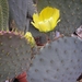 OPUNTIA.BASILARIS