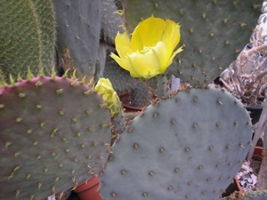 OPUNTIA.BASILARIS