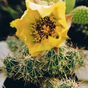 opuntia.clavata