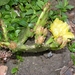 opuntia.humifusa  outsite in the rockgarden   3