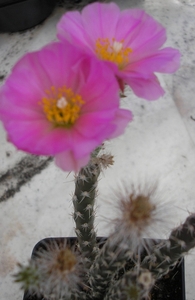 opuntia.pygmaea