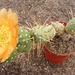 tephrocactus   hickenii