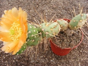 tephrocactus   hickenii