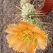 tephrocactus   hickenii.                                         