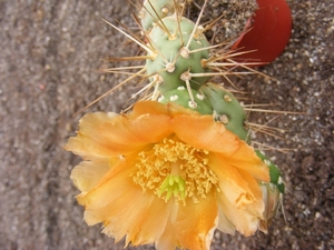 tephrocactus   hickenii.                                         