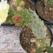 tephrocactus  corotillus  mk 96