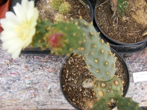 tephrocactus  corotillus  mk 96