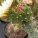 tephrocactus  corotillus  mk 96.                                 