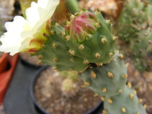 tephrocactus  corotillus  mk 96.                                 