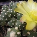 tephrocactus .pentlandii.v.fuauxianus