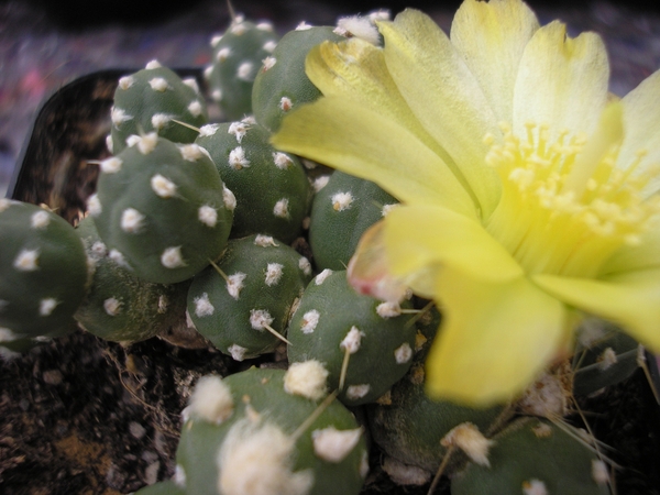 tephrocactus .pentlandii.v.fuauxianus