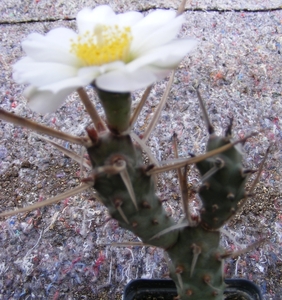 tephrocactus.articulatus         3