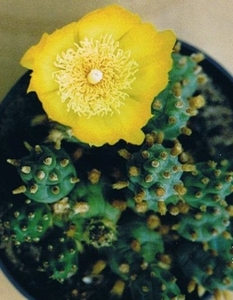 tephrocactus.ovalei