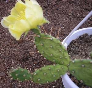 tephrocactus.pollardii.v.louisiana