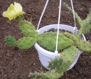 tephrocactus.pollardii.v.louisiana.  2