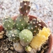 teprocactus  fulvicomus