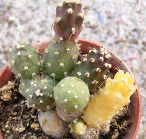 teprocactus  fulvicomus