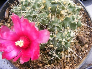 theprocactus  subteranea  fa incahuasii